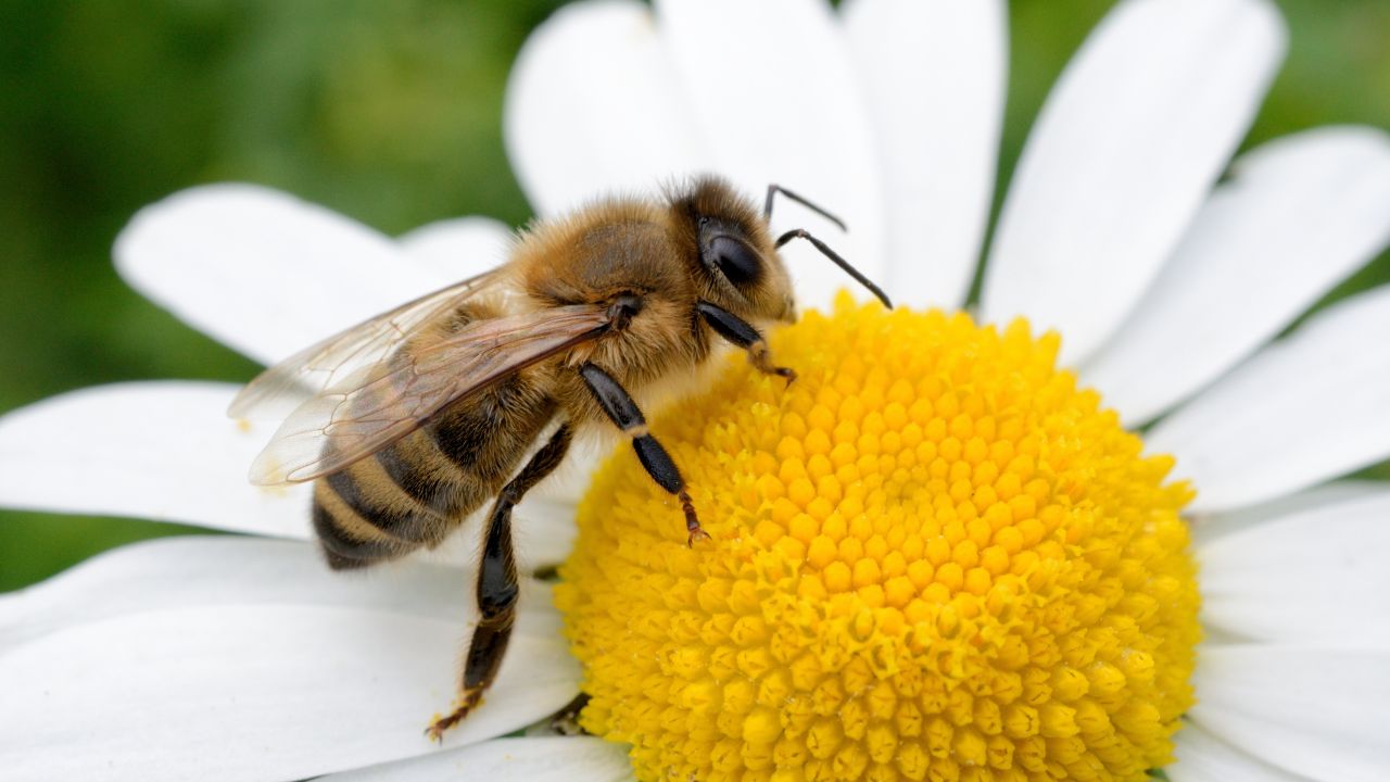 Bee Spiritual Meaning