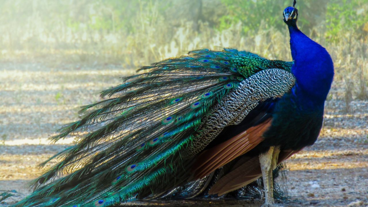 Peacock Spiritual Meaning