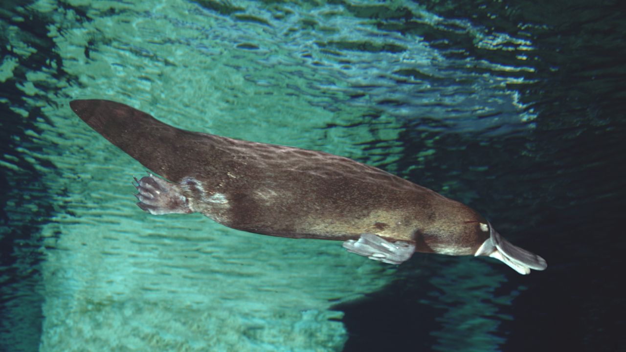 Platypus Spiritual Meaning